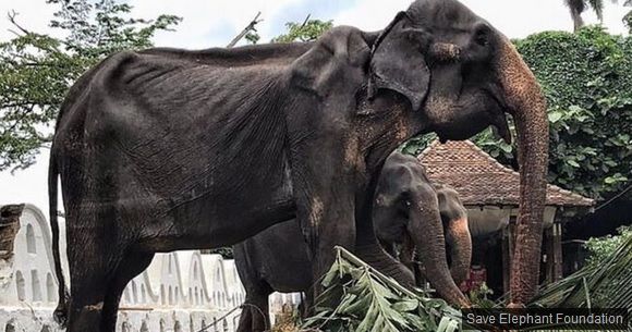 Imagini care au șocat: la 70 de ani, se stinge pe picioare. Cum i se camuflează la paradă suferința