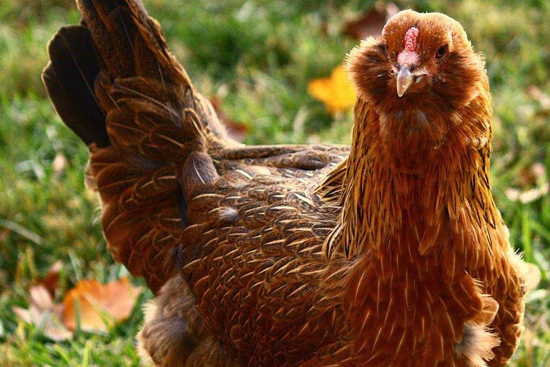 A tăiat găina, dar ce a găsit înăuntru i-a adus o avere, peste noapte! Comoara fabuloasă