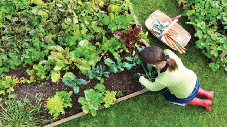 Ecoterapia: de ce plantele sunt cel mai bun tratament împotriva depresiei și a anxietății