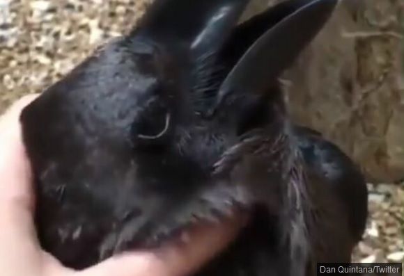 Imaginea care a împărțit internetul în două: vezi un iepure, sau o cioară?