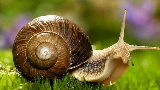 Cum scapi de melcii de grădină după ploile abundente din ultimele zile. Cu toții avem acest CONDIMENT în bucătărie