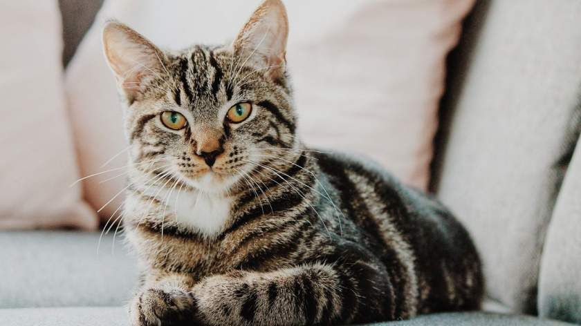 Această boală care afectează semnificativ mintea umană ar putea fi cauzată de pisici