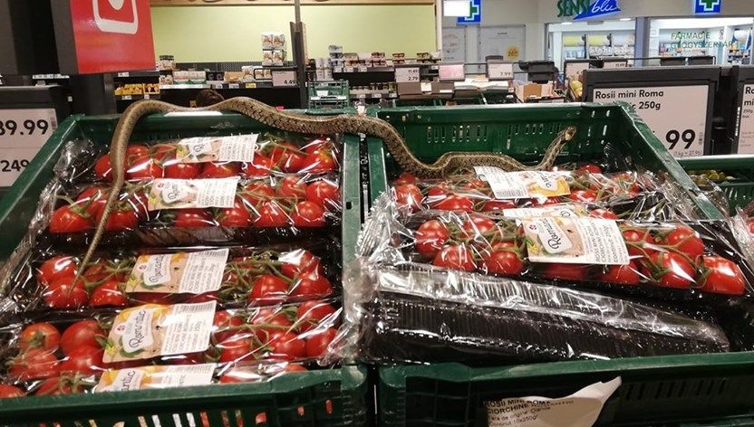 Șarpe între roșii la Kaufland Sfântu Gheorghe. OPC a amendat magazinul cu 10.000 lei