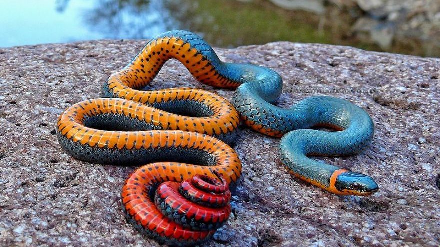 Speciile bizare de reptile descoperite în Asia ne arată că evoluția nu s-a oprit