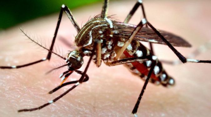 Țânțarul ucigaș lovește din nou! Alt deces din cauza infecției cu virusul West Nile 