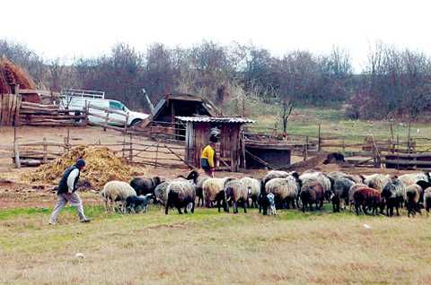 De la oraș la stână. Cât de grea e viața la țară pentru un cei născuți la bloc?