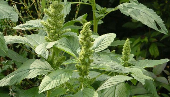 Buruiana-minune care crește peste tot în România și care ne vindecă de cele mai crunte boli