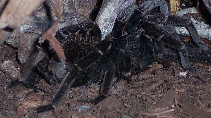 5 creaturi care au propriile lor animale de companie