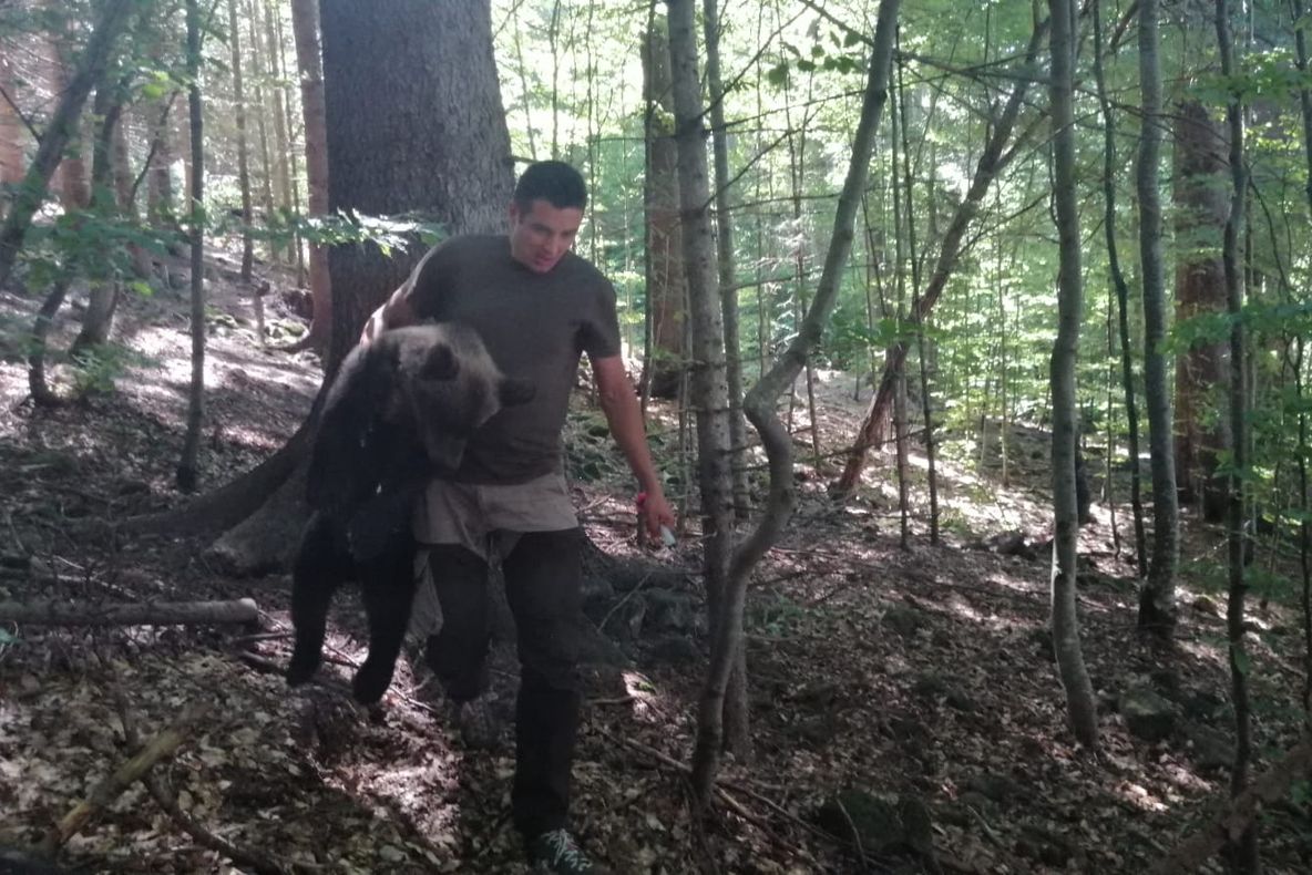 Imagini incredibile: Ursoaica de la Lacul Sfânta Ana și cei trei pui ai săi au fost mutați