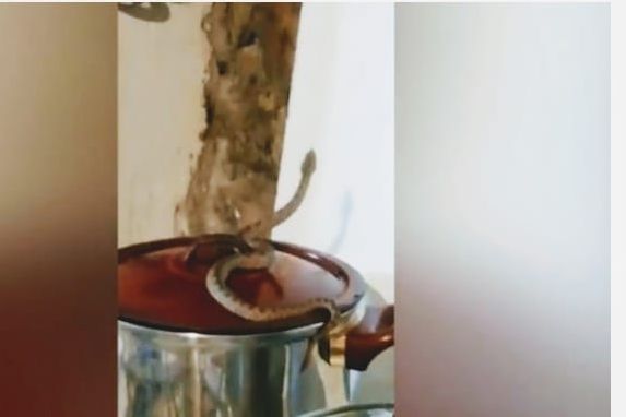 Satul din România unde viperele intră în case. "S-au înmulţit foarte mult aici" 