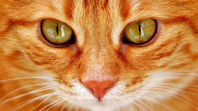 Lumea, așa cum n-ai mai văzut-o: așa funcționează vederea la mai multe animale