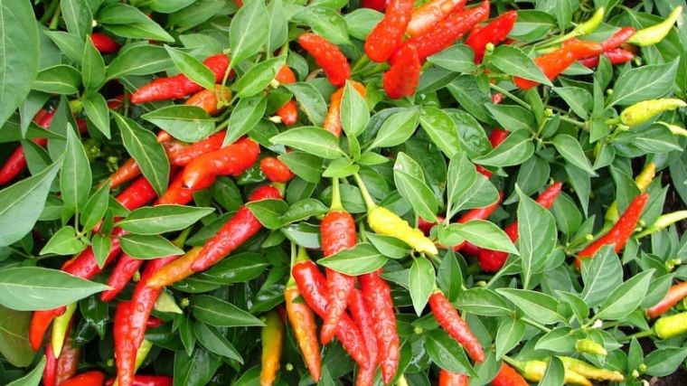  Beneficiile ardeiului iute pentru sănătate pe lângă faptul că îmbunătățește metabolismul și promovează pierderea în greutate