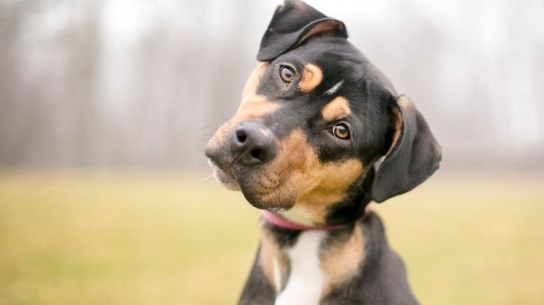 Cel mai întâlnit obicei la câini pe care oamenii de știință au reușit să-l explice