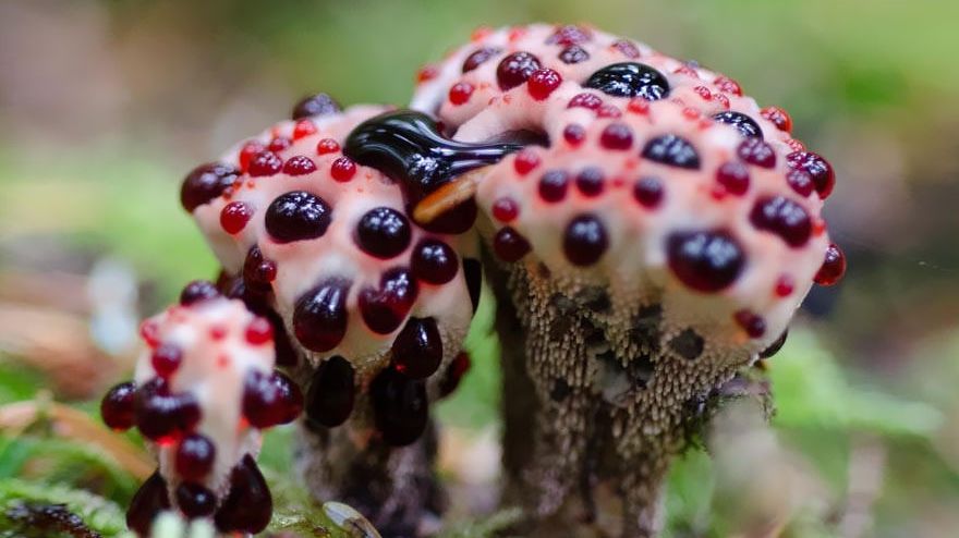 Momentul fascinant descoperit în natură de către specialiști. Ce se întâmplă cu această ciupercă