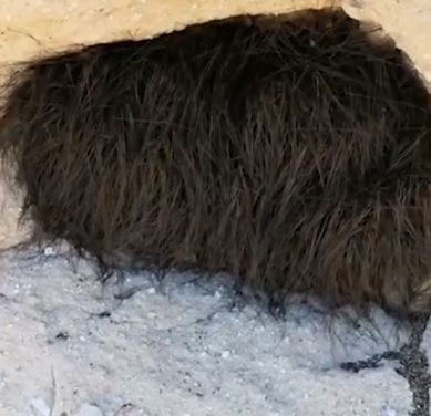 Credea că e un animal, dar, când l-a atins, s-a dezlănțuit COȘMARUL! Ce era, de fapt, acolo