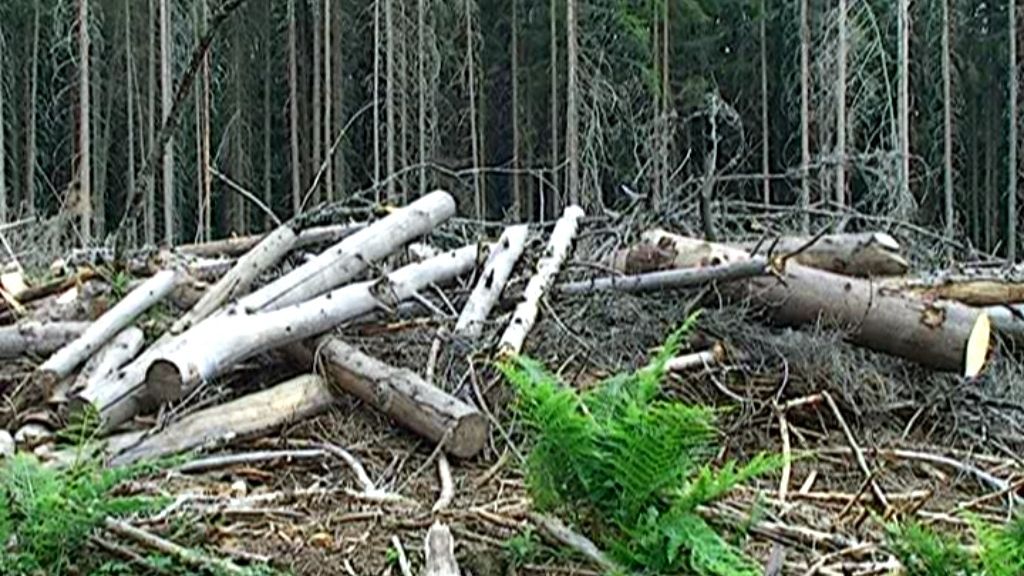 Ce se întâmplă cu toate pădurile globale, anuale? Cifrele sunt amețitoare
