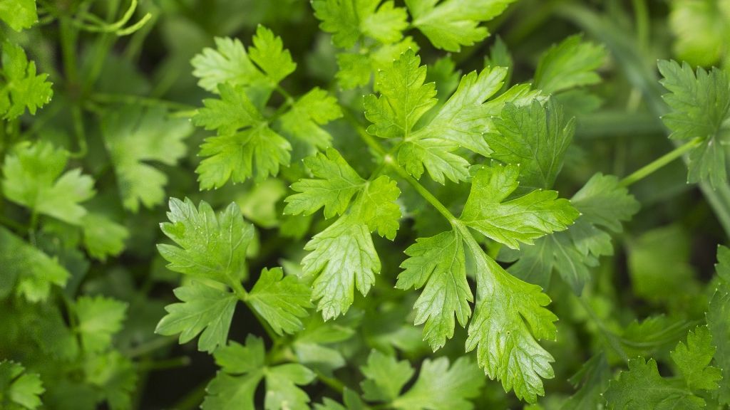 Uimitoarea dietă cu pătrunjel: Slăbești 5 kg. în doar 7 zile