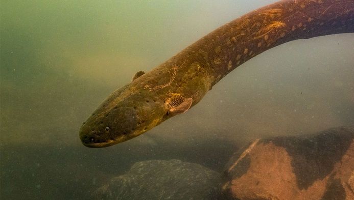 Descoperire fascinantă în Amazon: Creatura care generează un șoc electric de 860 de volți