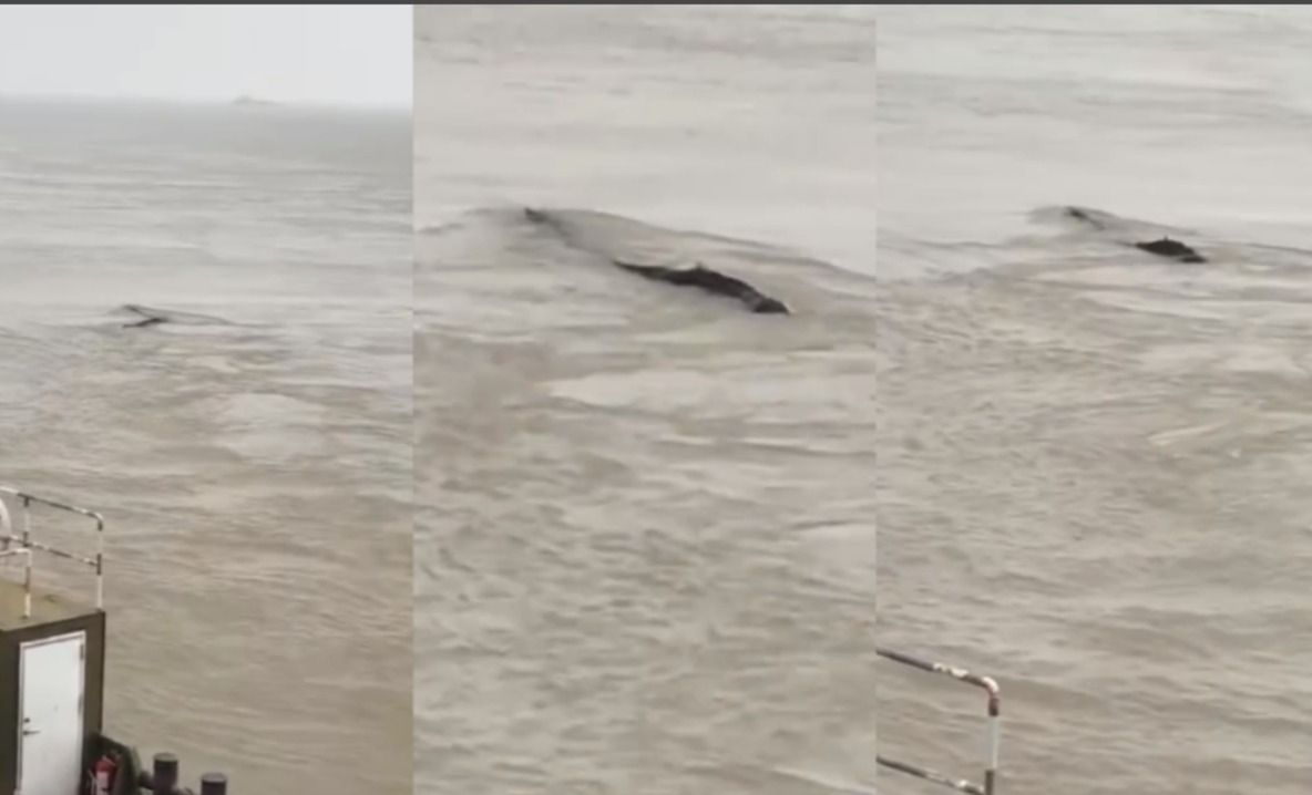 Monstrul de pe marele fluviu i-a înspăimântat pe localnici. Dar nimeni nu știe ce este