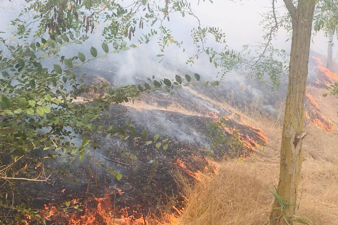Incendiu puternic în Delta Dunării: 10 hectare de vegetaţie uscată, mistuite de flăcări