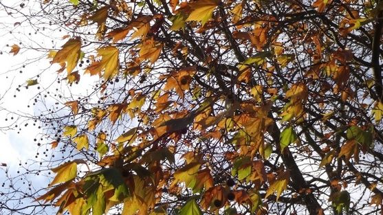 Schimbări dramatice: prognoza meteo, revizuită. VREMEA pe o lună