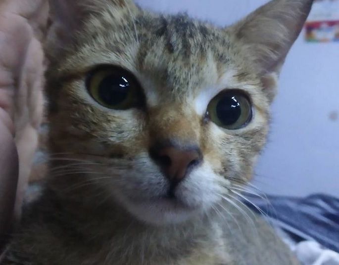 După ce i-a ros căștile, pisicuța i-a făcut un "cadou" care l-a îngrozit. Ce i-a adus în casă