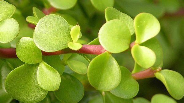 Cum poate fi învinsă poluarea cu o plantă care e mai eficientă decât hectare întregi de pădure