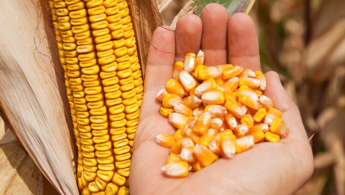 De ce seceta din ultima vreme se va resimţi în buzunarele tuturor