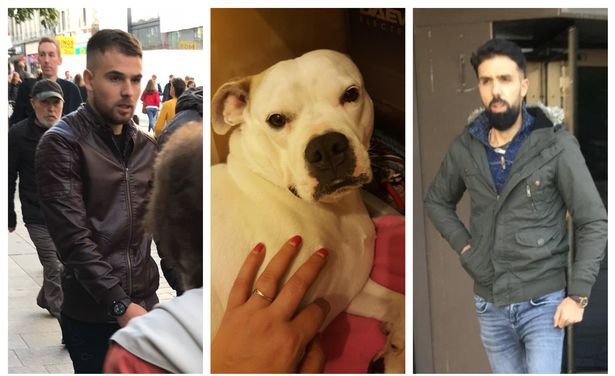 Scene de groază cu români în Anglia. Au înjunghiat stăpânul, iar câinele l-au aruncat de la etaj