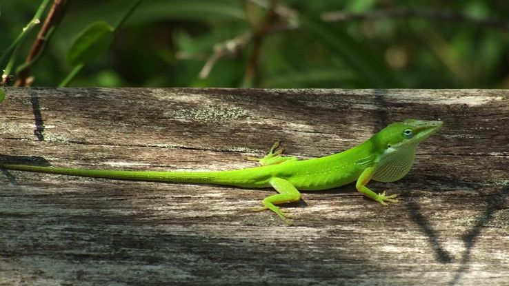 De ce șopârlele s-ar putea dovedi animale vitale în cercetările medicinale