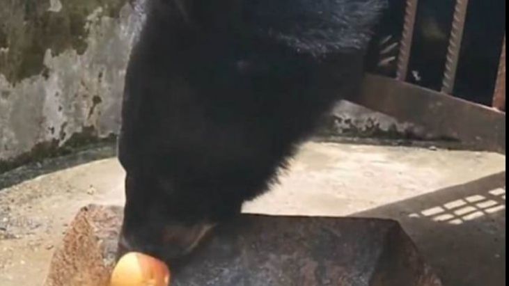 Urs filmat pe o stradă din Piatra-Neamț. Reacția Prefecturii (VIDEO)