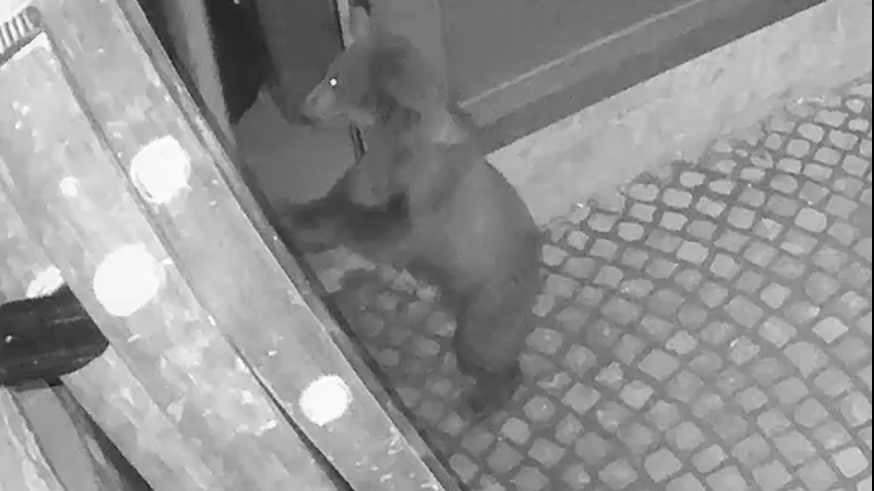 Urşii au făcut ravagii la Balvanyos, în județul Covasna