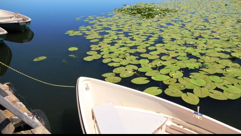 A murit tăiat de elicea bărcii în care pescuia, în Delta Dunării