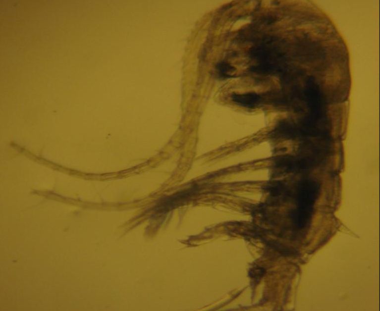 Descoperire uluitoare în România! 