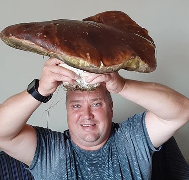 VIDEO Hribi uriași culeși în Poiana Brașov