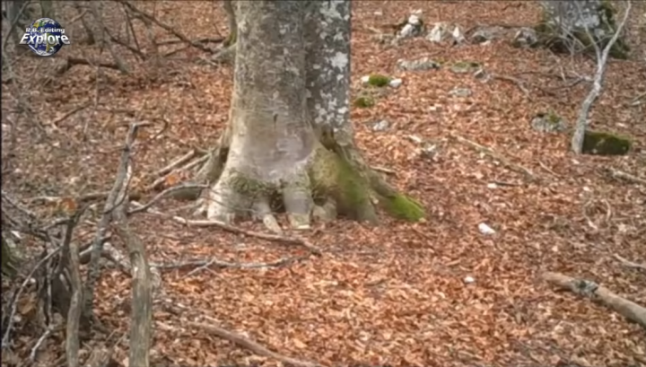 Au filmat un copac din pădure timp de un an. Ce a surprins camera e dincolo de orice închipuire