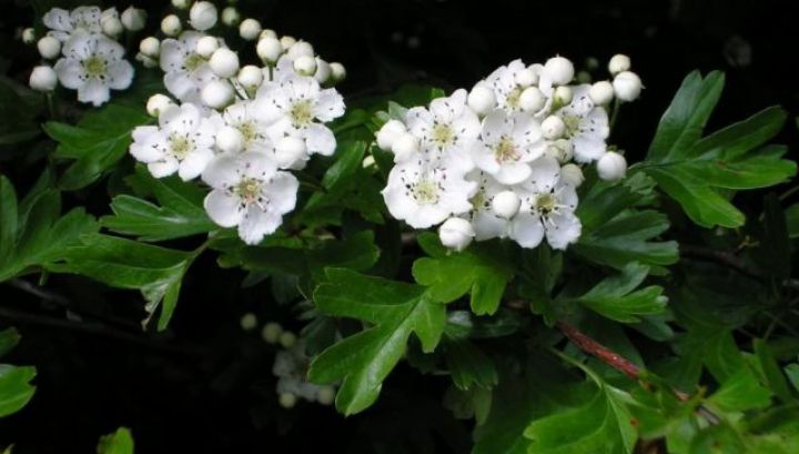 Planta supremă pentru afecțiunile inimii. Este cunoscută în popor pentru că alină durerile sufletului