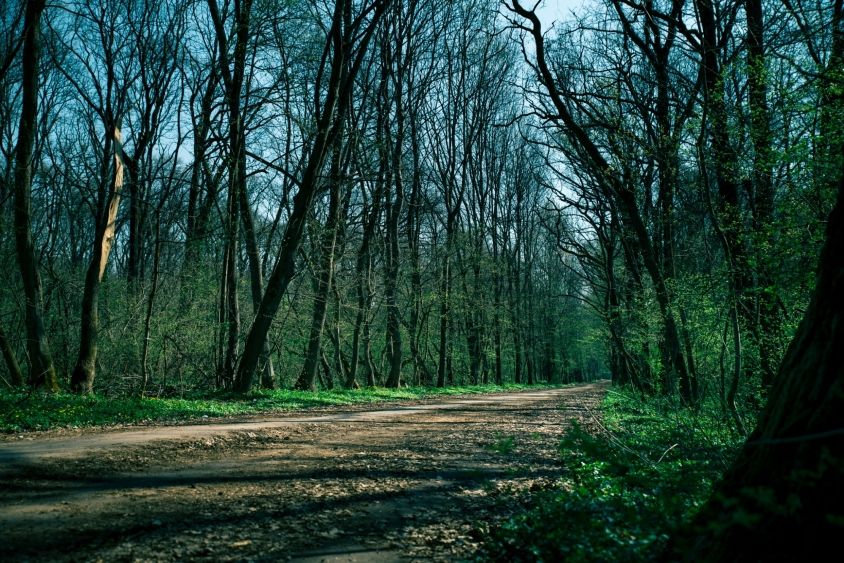 Scandalul Pădurea Băneasa. Primăria Capitalei face precizări