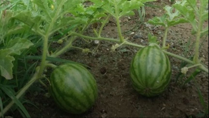 Au crescut pepeni pe autostrada A1 Lugoj -Deva