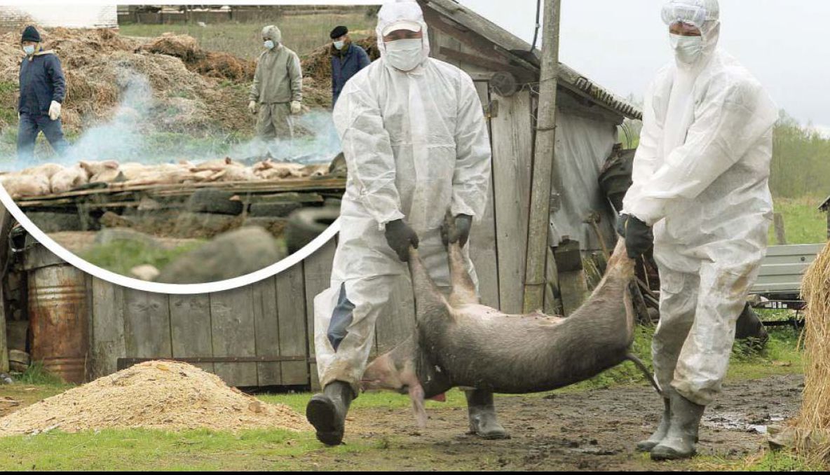 Prezența virusului Pestei Porcine Africane, confirmată în jud. Alba