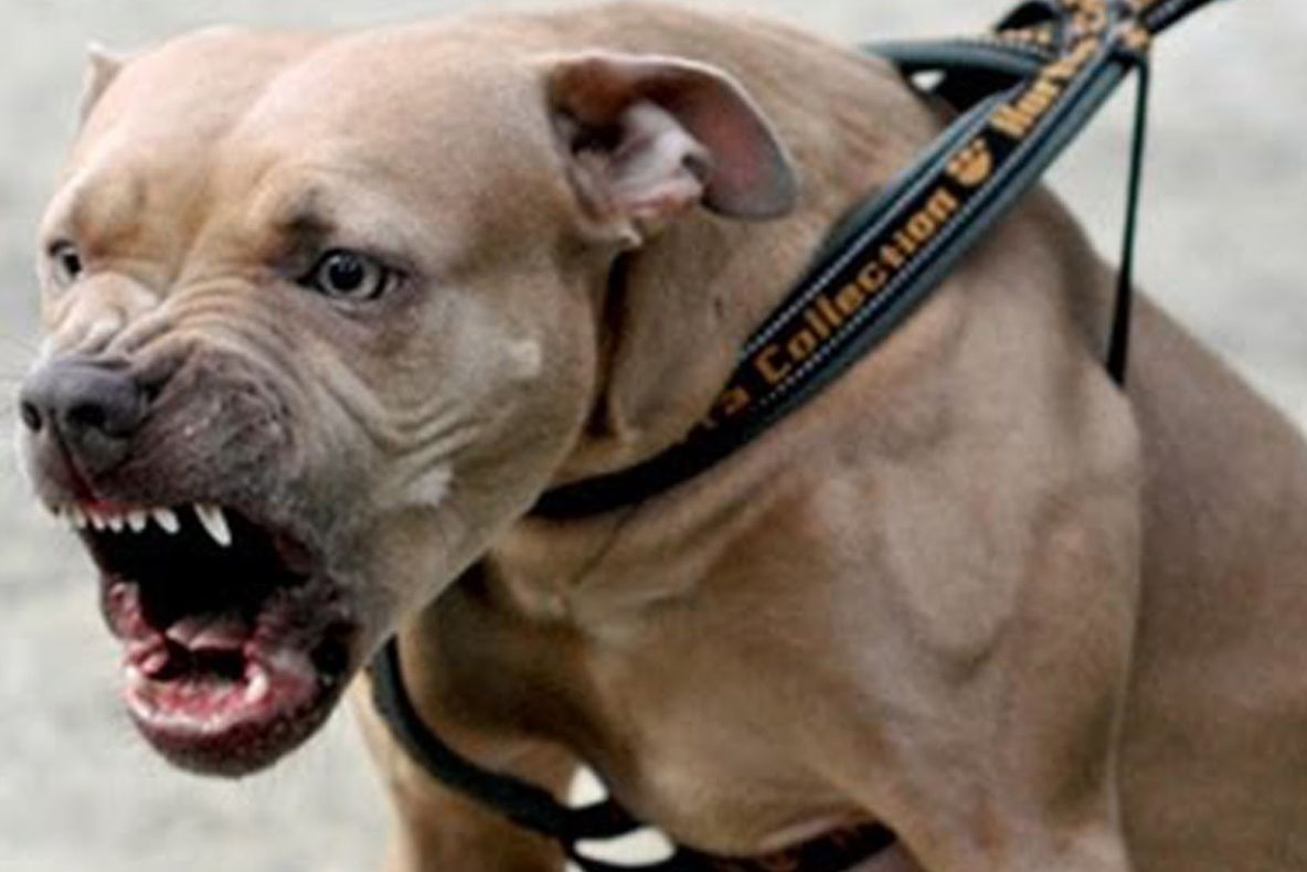 Decizia CCR privind interzicerea câinilor agresivi în spaţii publice fără botniţă şi lesă