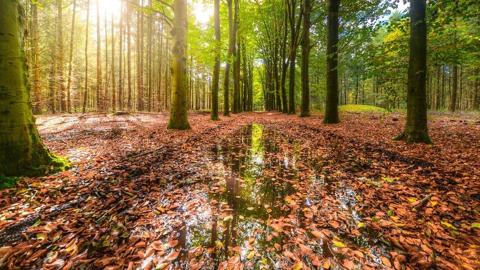 Prognoza meteo noiembrie 2019: Cum va fi vremea în următoarea perioadă? 