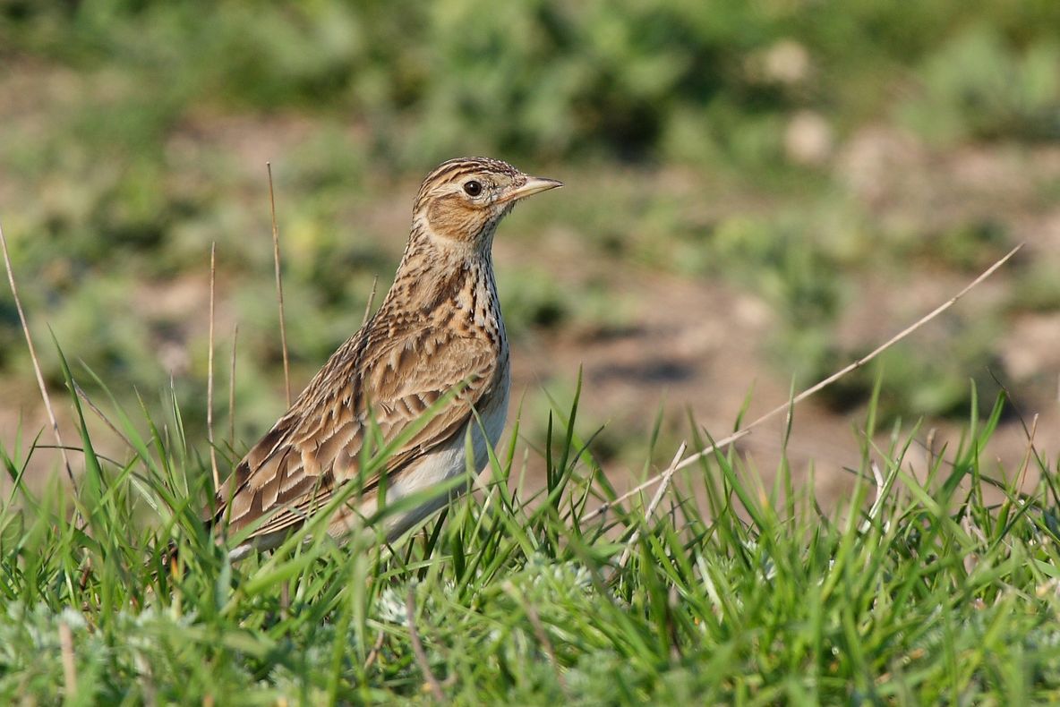Ce păsări migratoare nu mai pot fi vânate în România. Decizia luată, în premieră, de justiție