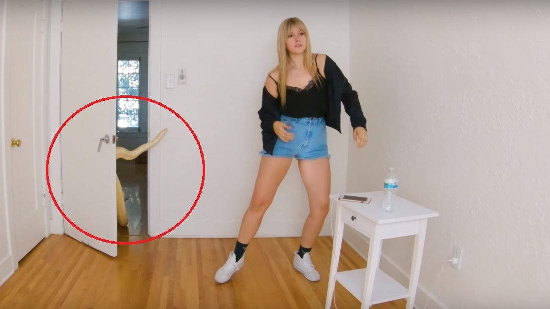 Momentul dramatic în care pitonul uriaș năvălește peste fata care dansează. Ce a urmat
