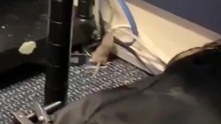 Șoarecele de la Casa Albă, căzut din tavan sub ochii jurnaliștilor 