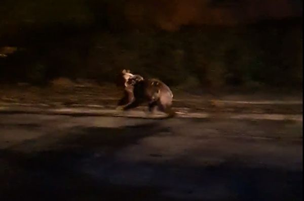 Urs, la plimbare prin oraș(Video)