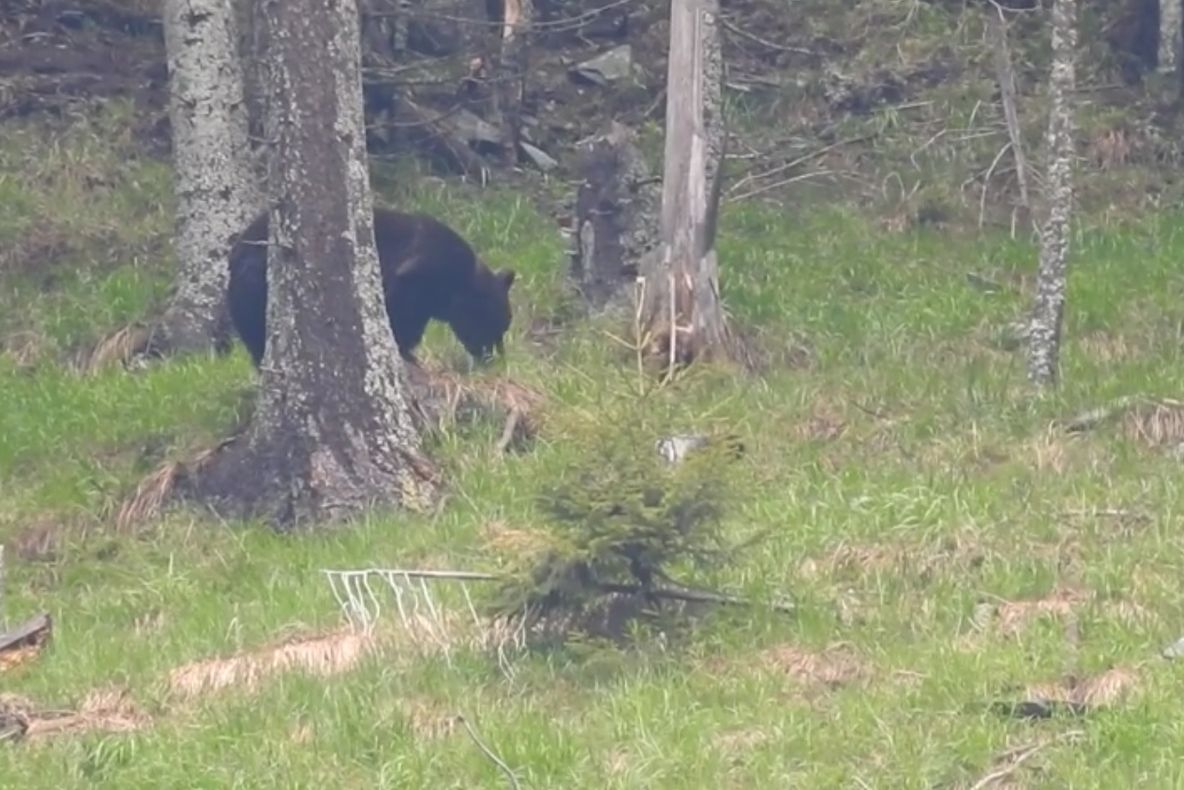 Femeie din Hunedoara, sfârtecată de urs
