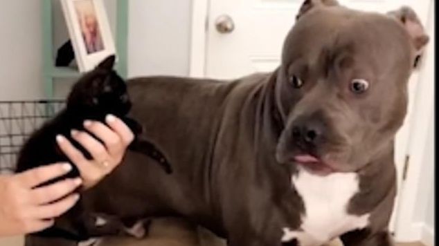 Pitbull fioros, pus pe fugă de un pisoiaș VIDEO