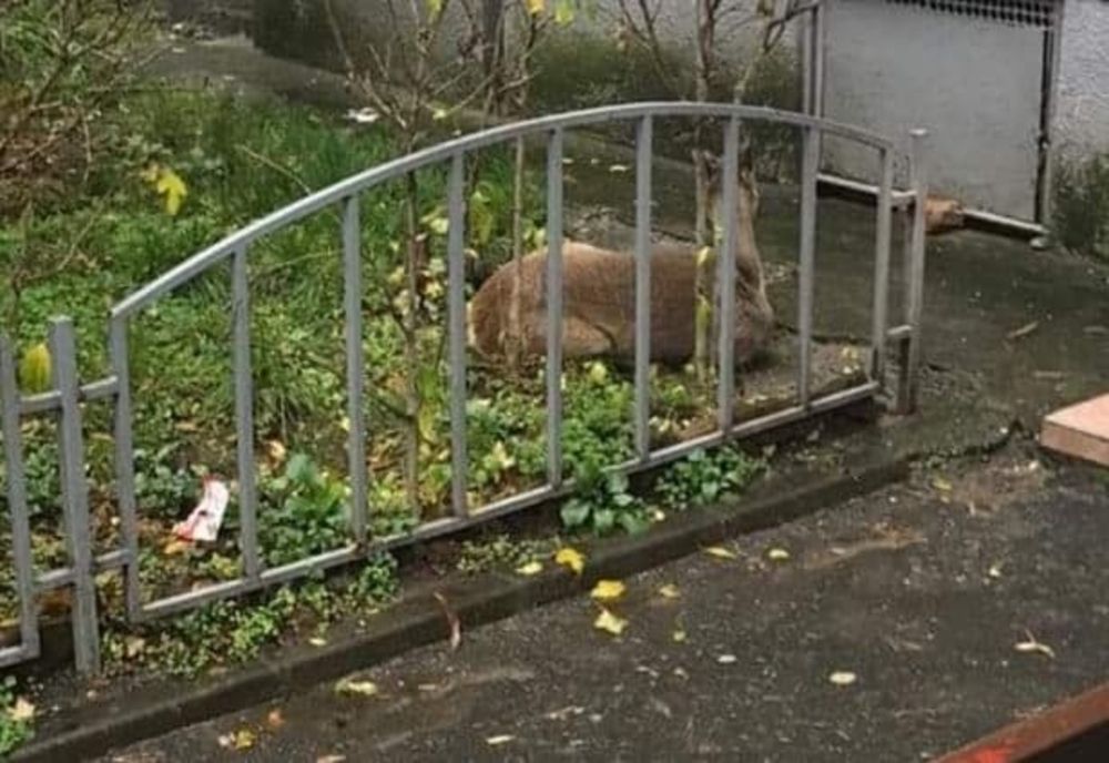 Căprioară rătăcită în centrul unui oraș, salvată de jandarmi