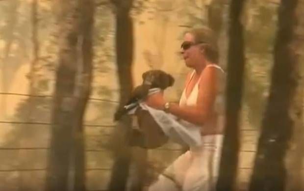 Momentul emoționant în care un ursuleț koala este salvat din flăcări